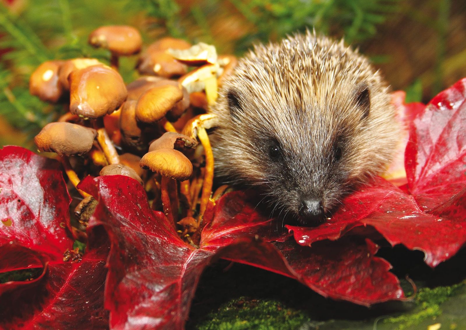 11-Nov-Hedgehog-Shrooms-and-Leaves-Victoria-Hillman-2