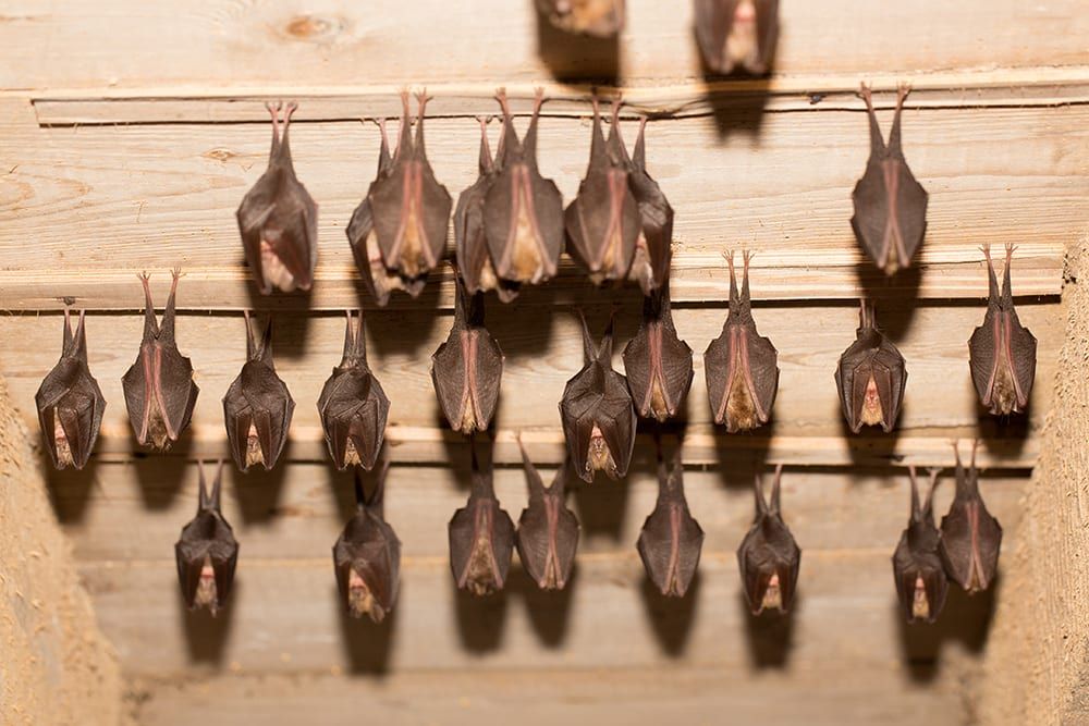 Colony of Lesser Horseshoe bats at Hestercombe