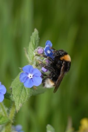 Use these wildlife gardening ideas and your garden will soon be buzzing with bees and spilling over with blooms. We make it easy to garden for wildlife while creating a beautiful outdoor space you'll enjoy too.