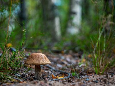 Discover plenty of different types of mushrooms at Hestercombe Gardens' fungal foray