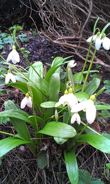 thumb_galanthus