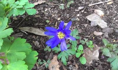 b2ap3_thumbnail_Anemone-nemorosa.jpg