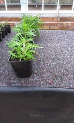 b2ap3_thumbnail_cirsium-on-mat.jpg
