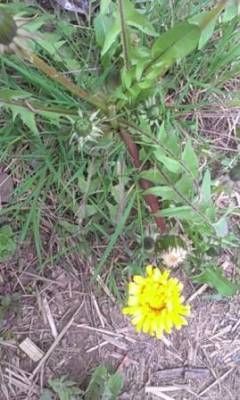 b2ap3_thumbnail_dandelion-web.jpg b2ap3_thumbnail_dandelion-web.jpg