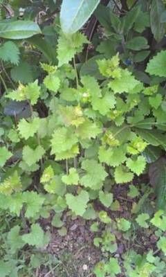 b2ap3_thumbnail_jack-in-the-hedge-web.jpg b2ap3_thumbnail_jack-in-the-hedge-web.jpg