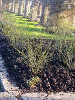 b2ap3_thumbnail_mulched-bed-web.JPG b2ap3_thumbnail_mulched-bed-web.JPG