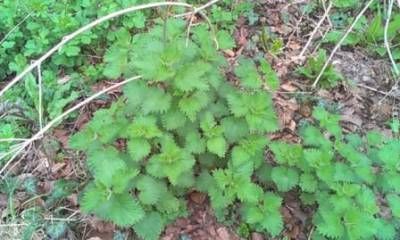 b2ap3_thumbnail_nettle-web.jpg b2ap3_thumbnail_nettle-web.jpg