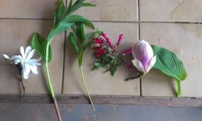 b2ap3_thumbnail_plant-ident-22-april-web.jpg