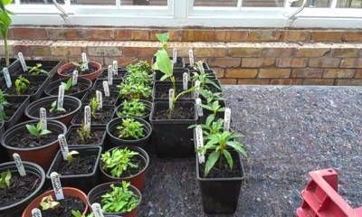 b2ap3_thumbnail_plants-on-mat.jpg
