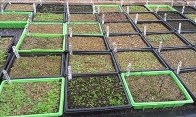 b2ap3_thumbnail_seed-trays-web_20130419-113307_1.jpg b2ap3_thumbnail_seed-trays-web_20130419-113307_1.jpg