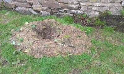 b2ap3_thumbnail_swans-nest-web