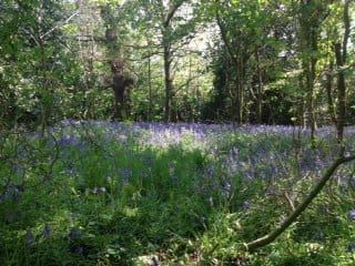 bluebells2