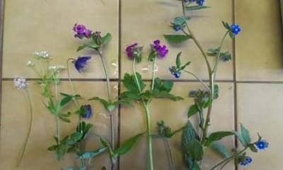 b2ap3_thumbnail_plant-id-14th-may-web.jpg
