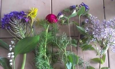 b2ap3_thumbnail_plant-id-20-may-web.jpg