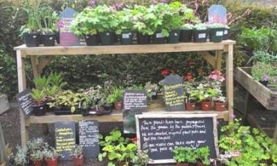 b2ap3_thumbnail_plant-sales-web.jpg