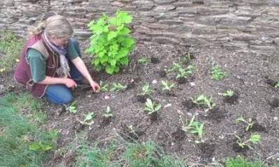 b2ap3_thumbnail_seedlings-1web.jpg