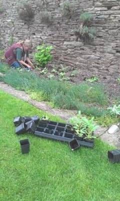 b2ap3_thumbnail_seedlings-2web.jpg