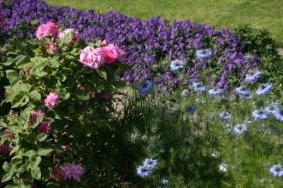 b2ap3_thumbnail_26.6rose-nigella-and-geraniumweb.JPG b2ap3_thumbnail_26.6rose-nigella-and-geraniumweb.JPG