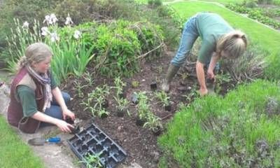 b2ap3_thumbnail_seedlings3web_20130611-112218_1.jpg