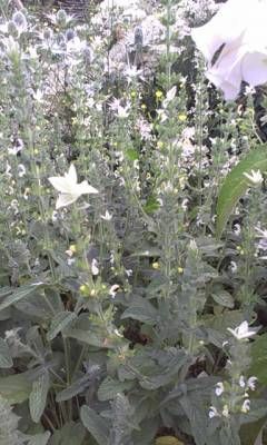 Salvia