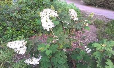 b2ap3_thumbnail_22.7-hydrangea-quecifolia.jpgweb.jpg