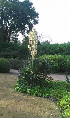 yucca