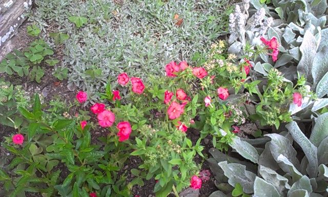 080813-phlox-test.jpg