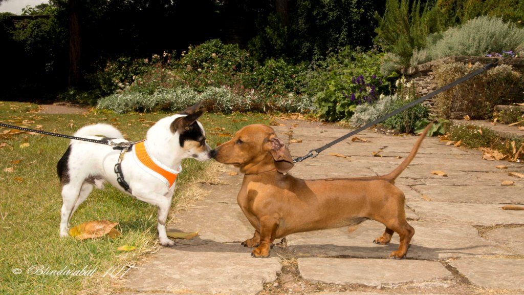 Dog-Day-C.Blindasabat_20130814-125814_1.JPG