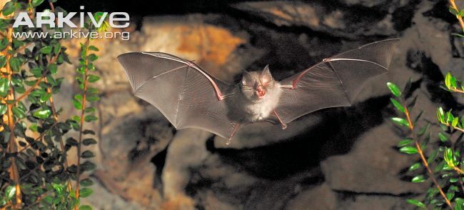 Lesser-horseshoe-bat-in-flight1.jpg