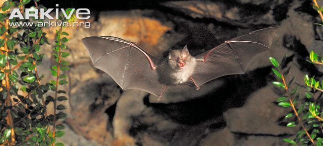 Lesser-horseshoe-bat-in-flight1