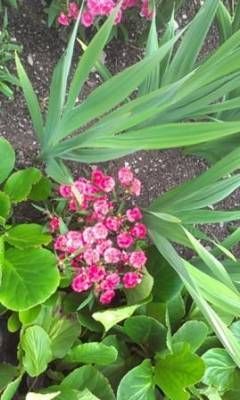 b2ap3_thumbnail_080813-phlox-test-2web.jpg