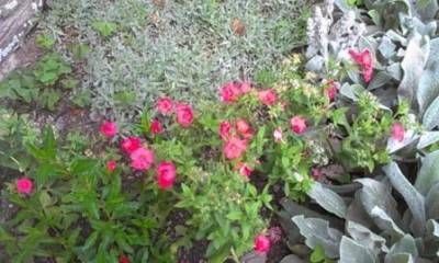 b2ap3_thumbnail_080813-phlox-testweb.jpg