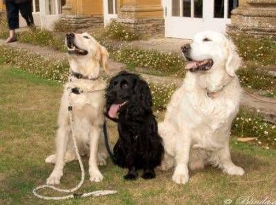 b2ap3_thumbnail_Dog-Day-C.-Blindasabat.JPG b2ap3_thumbnail_Dog-Day-C.-Blindasabat.JPG