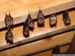 b2ap3_thumbnail_bats.jpg b2ap3_thumbnail_bats.jpg