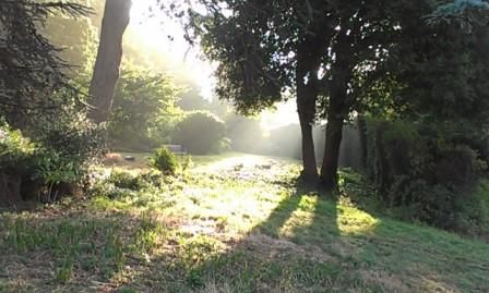 3.9.13-sept-light-in-shrubberyweb.jpg
