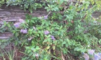 b2ap3_thumbnail_19.9.13-ceanothusweb.jpg