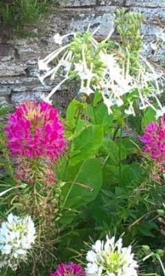 b2ap3_thumbnail_3.9.13-cleome-and-nicotianaweb.jpg