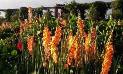 b2ap3_thumbnail_3.9.13-glads-on-fireweb.jpg