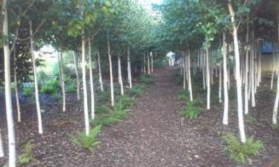 b2ap3_thumbnail_9.9.13-yeo-birchweb.jpg b2ap3_thumbnail_9.9.13-yeo-birchweb.jpg