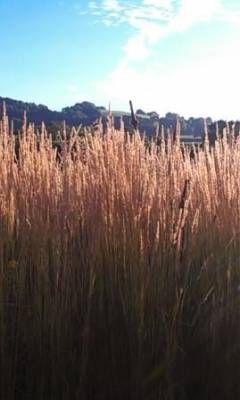 b2ap3_thumbnail_9.9.13-yeo-grassweb.jpg b2ap3_thumbnail_9.9.13-yeo-grassweb.jpg