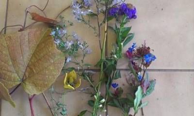 b2ap3_thumbnail_18th-oct-plant-idweb.jpg