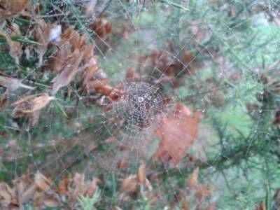 b2ap3_thumbnail_amazing-cobwebweb.jpg