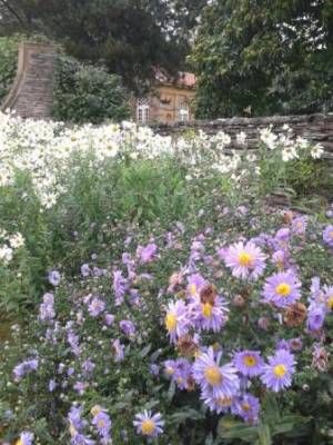 b2ap3_thumbnail_aster-on-east-rillweb.jpg