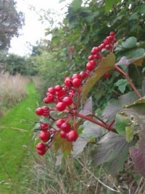 b2ap3_thumbnail_berriesweb.jpg
