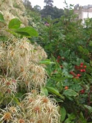 b2ap3_thumbnail_clematis-seed-headsweb.jpg