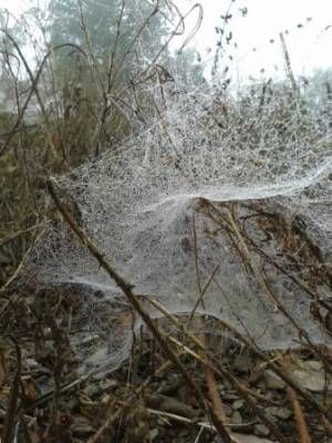 b2ap3_thumbnail_cobweb-2web.jpg