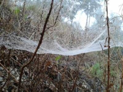 b2ap3_thumbnail_cobweb-hammockweb.jpg