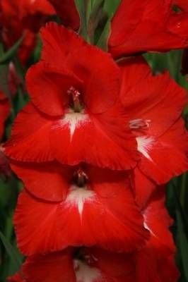 b2ap3_thumbnail_red-glads-09.jpgweb