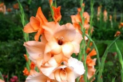 b2ap3_thumbnail_salmon-glads.jpgweb.jpg