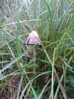b2ap3_thumbnail_toadstool2web.jpg
